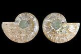 Agatized Ammonite Fossil - Madagascar #139714-1